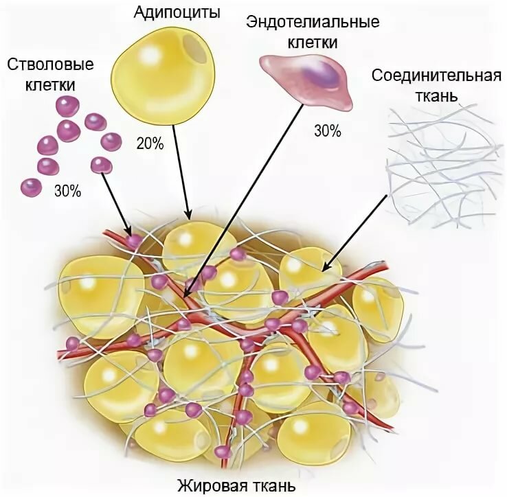 Липоциты. Стромально-васкулярная фракция жировой ткани. Мезенхимальные стволовые клетки из жировой ткани. Адипоциты жировой ткани. Адипоцит бурой жировой ткани.